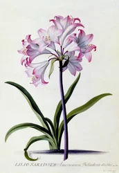 Lilio Narcissus, vers 1744